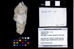 Foto (Objekt + Etikett) von Astacodes sp.  (NHMW-GEO-1990-0041-3986)
